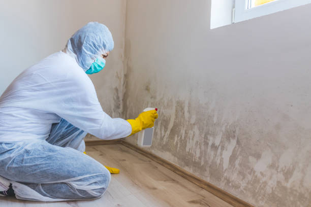 Licensed Commercial Mold Remediation service in Grassflat, PA - WQB Mold Removal