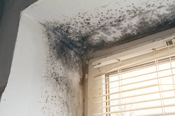 Affordable Commercial Mold Remediation solutions in Grassflat, PA
